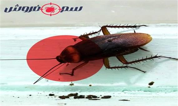 سوسک کش قوی خانگی (موثرترین سم سوسک موجود)