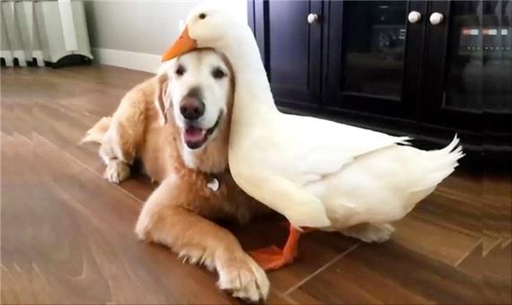 دوستی جالب یک سگ با اردک!