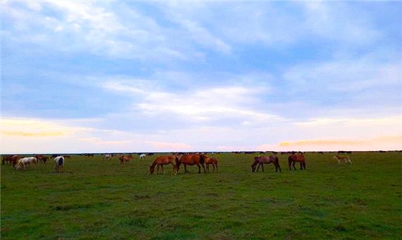 تصاویری دیدنی از اسب‌های وحشی در پارک ملی بوجاق