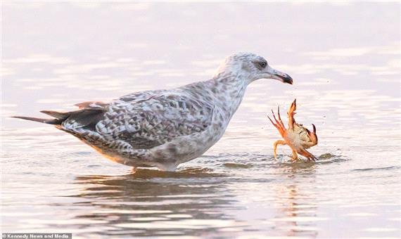 جدال دیدنی خرچنگ و مرغ دریایی