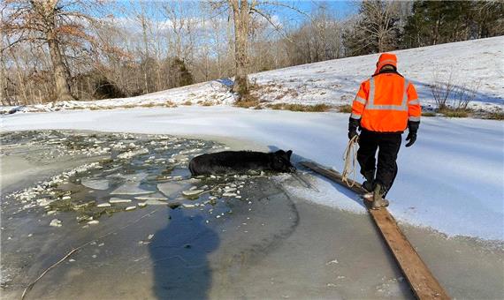 سقوط ناگهانی 20 گاو در حوضچه یخ زده
