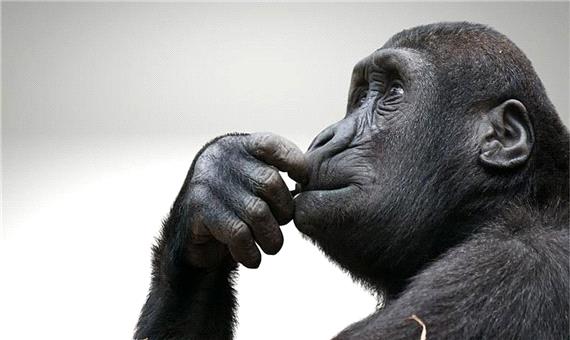 میمون‌ها هنگام استراحت به چه می اندیشند؟