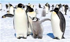پنگوئن امپراطور در معرض خطر انقراض است