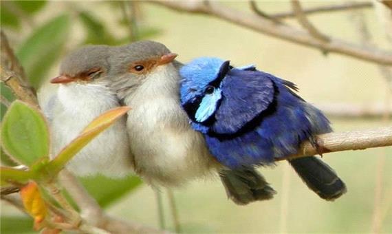 ببینید: گذشت و مهربانی پرنده کوچک با هم نوع خود!