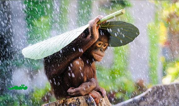 تصاویر زیبای حیوانات در باران