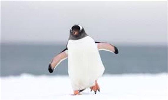 برگشت پنگوئن ها پس از توان بخشی به اقیانوس
