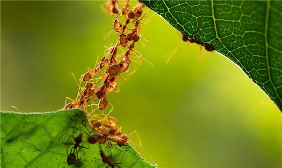 کلونی مورچه‌ها در تصمیم گیری مانند مغز انسان عمل می‌کنند