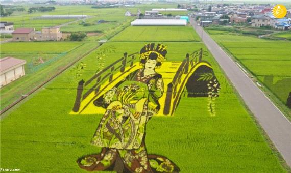 هنرنمایی روی شالیزارهای برنج