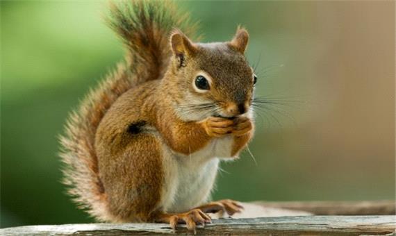 صدای جالبی که سنجاب در هنگام خطر تولید می کند