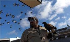 استخدام شاهین برای فراری دادن کبوترهای مترو/ عکس