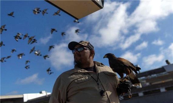 استخدام شاهین برای فراری دادن کبوترهای مترو/ عکس