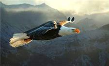 پرواز زیبای عقاب