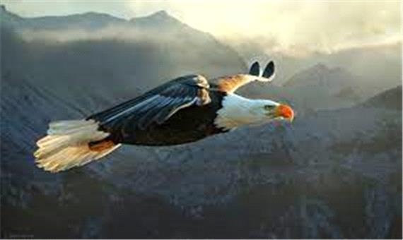 پرواز زیبای عقاب