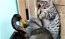 درگیری اردک و گربه!