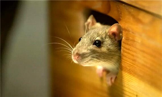 پیر شدن موش‌های جوان پس از تزریق خون موش‌های پیر!