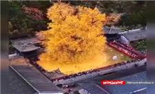درخت هزارساله ژینکو در چین