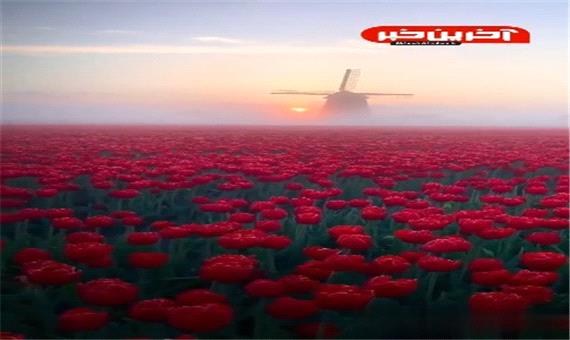 مزارع معروف لاله ها در هلند هنگام سپیده دم