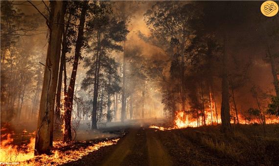 آتش سوزی گسترده در جنگل‌های شیلی