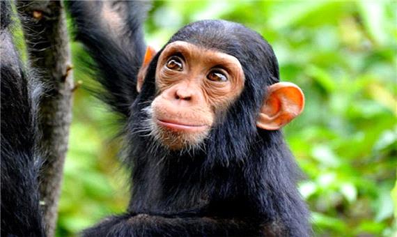 ارتباط‌گیری یک شامپانزه با اعضای گروه خود
