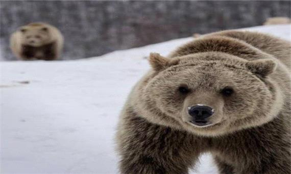 برف‌بازی بامزه خرس قهوه‌ای!