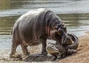 لحظه نادر گاز گرفتن دم کروکودیل توسط اسب آبی کنجکاو