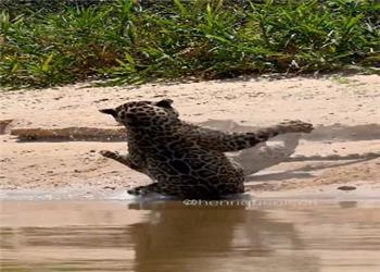 درگیری جگوارها در طبیعت وحشی