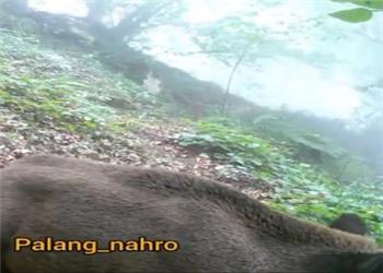 کمین پلنگ برای شکار گراز، ارتفاعات مازندران