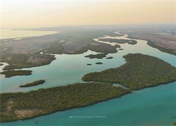 خلیج فارس زیبا ، جنگل حرا