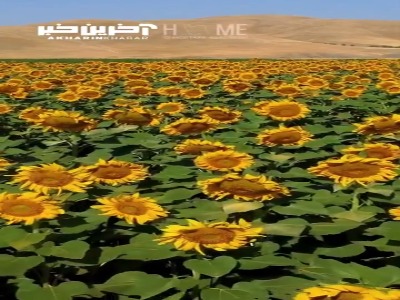 زیبایی مزارع آفتابگردان در تویسرکانِ همدان