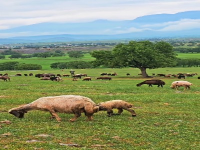 طبیعت بهاری دامنه‌ سفید کوه لرستان