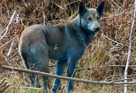 ماجرای «سگ‌های آبی‌رنگ» در شهر متروکۀ «چرنوبیل» چیست؟