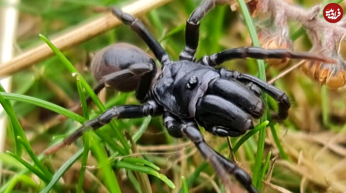 گوناگون/ عنکبوت ناشناخته در منطقۀ حفاظت‌شده