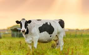 ضرب المثل/ کار از محکم کاری عیب نمی کند