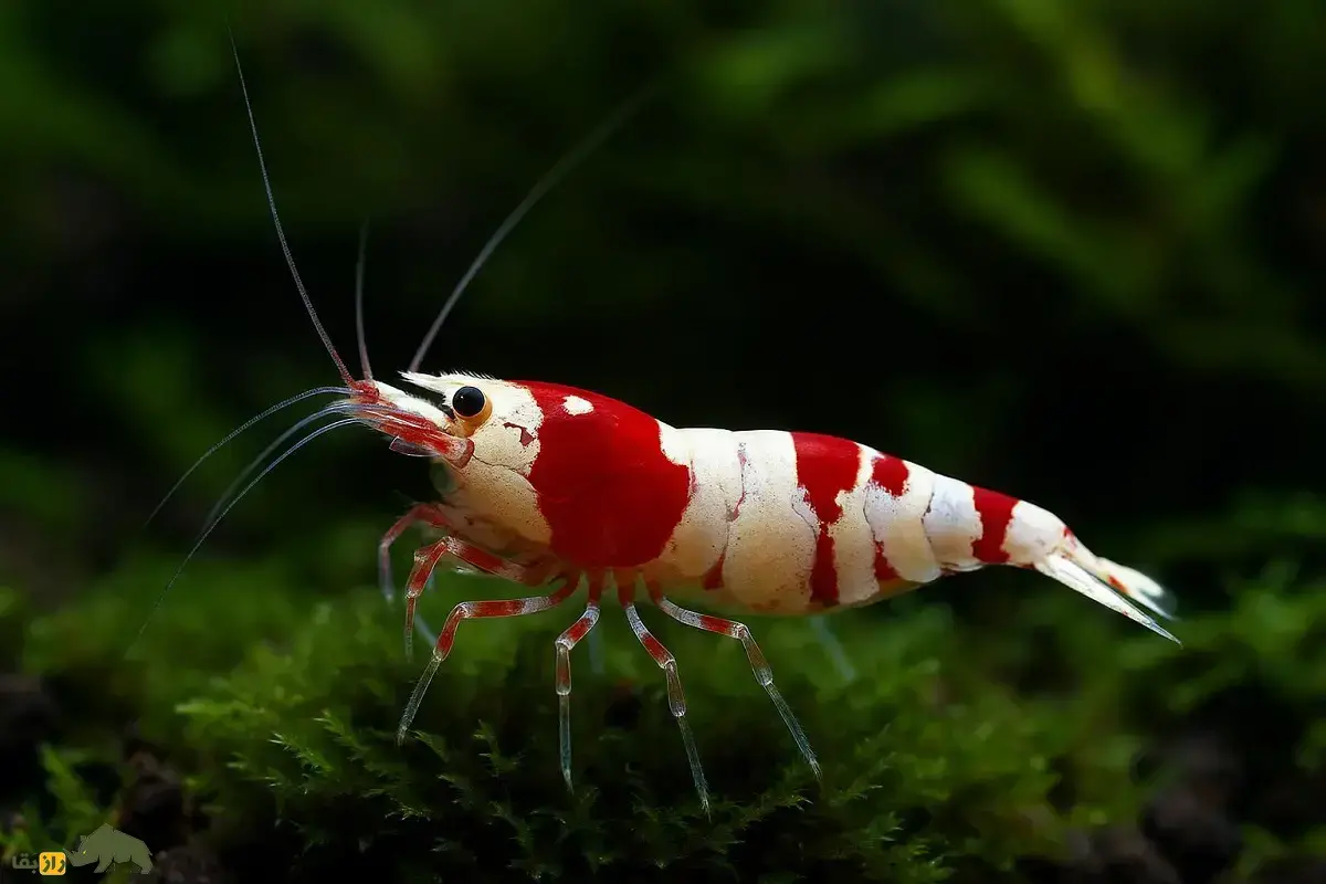 ۱۰ گونه از زیباترین میگوهای کشف شده در جهان