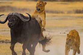 نگاه دردناک بوفالوی مادر به شکار شدن گوساله‌اش توسط شیر