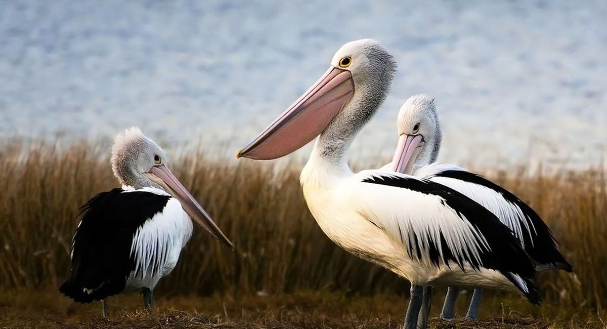عجیب‌ترین «منقارها» در دنیای پرندگان