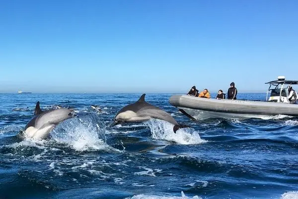 منظره‌ای تماشایی با حضور هزاران دلفین در کنار قایق