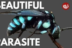 پنج گونه از زیباترین زنبورهای جهان