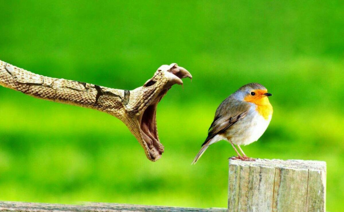 دفاع شچاعانه پرنده از خودش مقابل مار