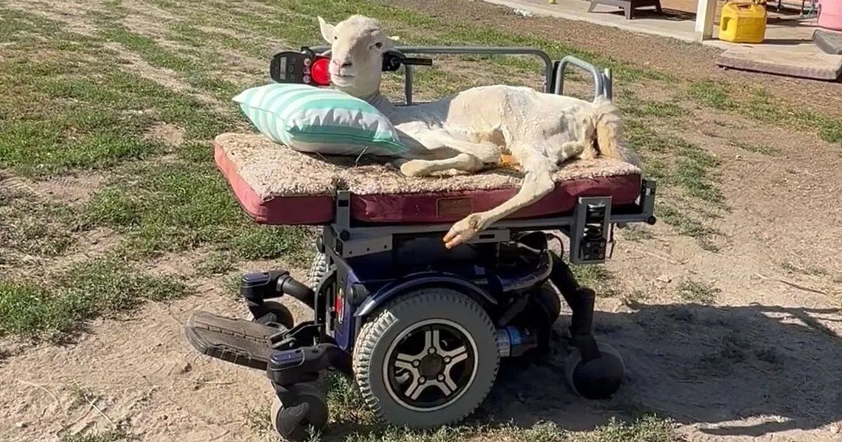 بره عاشق موسیقی با ویلچر نماد امید شد/ ویدئو