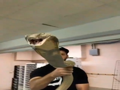 «شاه کبرا» درازترین مار زهرآگین جهان