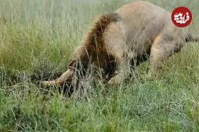 شکار گراز گیر افتاده در چاله توسط یک شیر نر گرسنه