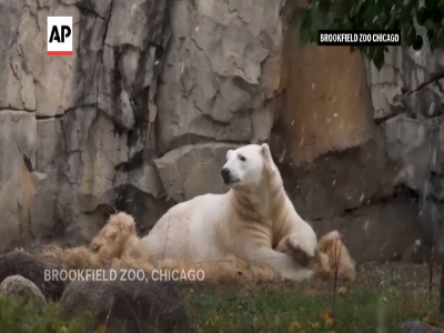 حیوانات باغ وحش بروکفیلد اولین بارش برف فصل را دیدند!