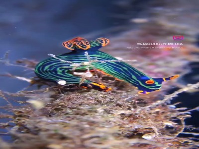 یکی از زیباترین نرم تنان کف دریا