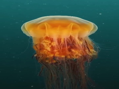 عروس‌های دریایی و اکولوژی اقیانوس‌ها