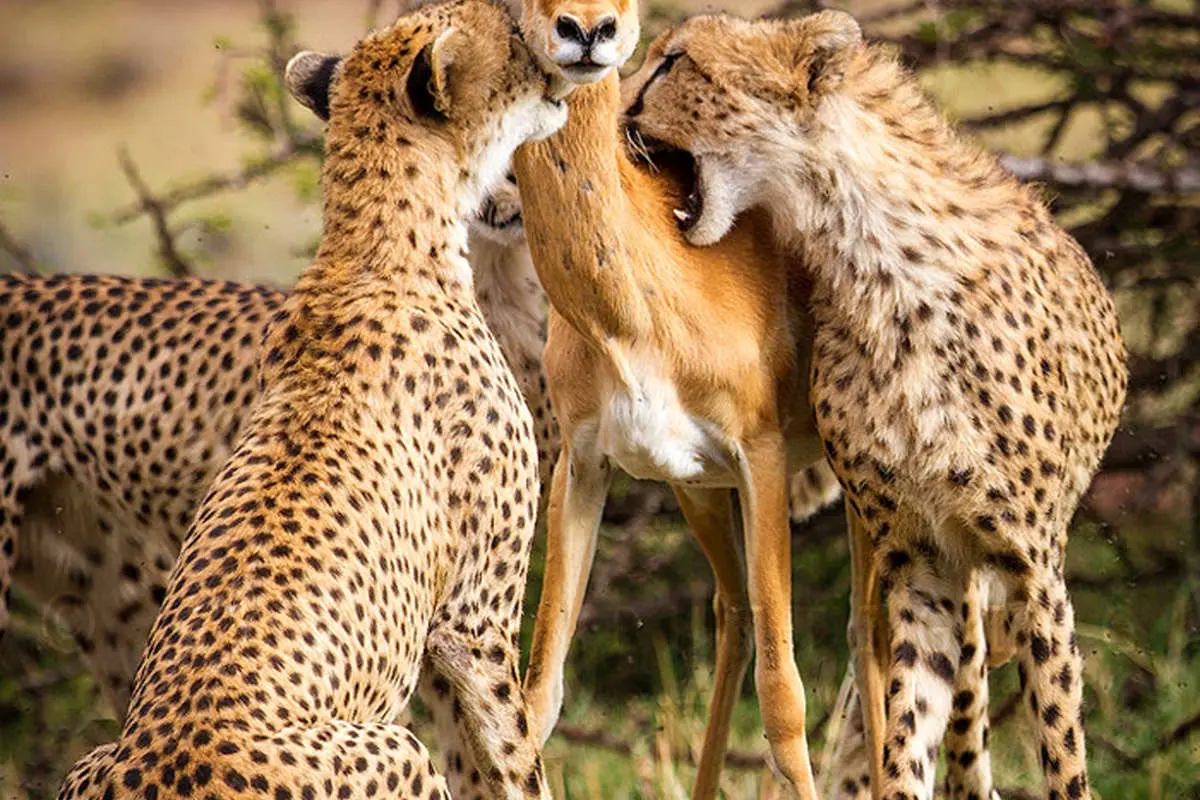 برخورد نادر سه پلنگ