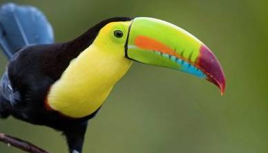 پرنده ای از خانواده توکان به رنگ زرد زعفرانی