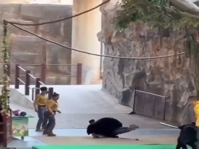 حمله وحشتناک خرس به نگهبان پس از اجرای نمایشی در چین