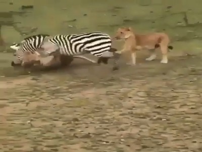 آخرین تلاش‌های گورخر بیچاره برای بقا