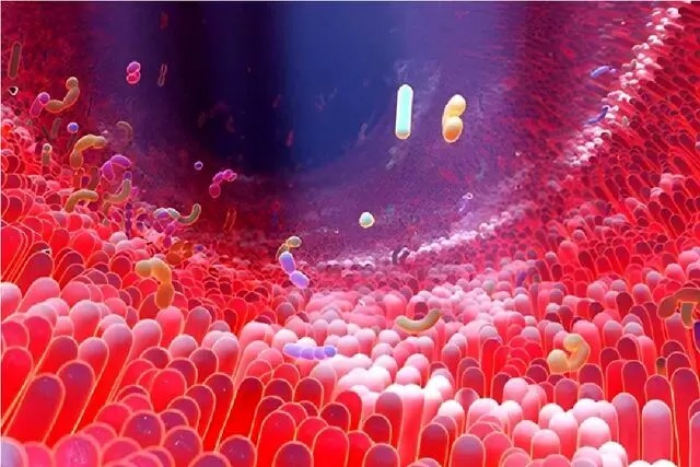 ماده مغذی رایجی که روده‌های ما را به کارخانه‌های شیمیایی مبارزه با دیابت تبدیل می‌کند